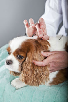 Behandeling hond acupunctuur 
